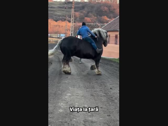 Так выглядят шайры - лошади самой крупной породы в мире