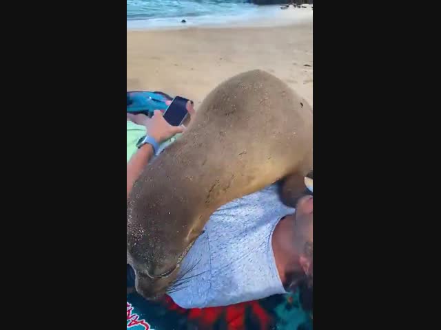 В плену морских котиков