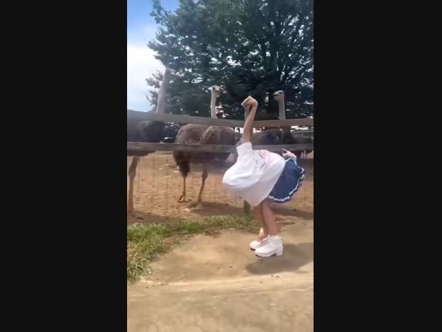 Как обмануть страусов