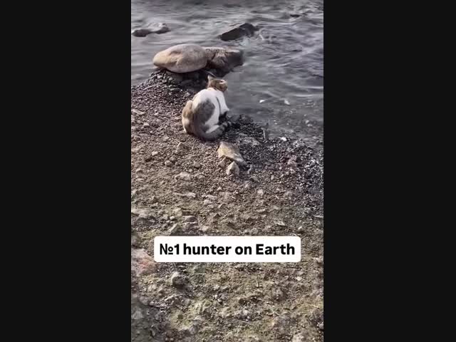 Кот - рыболов