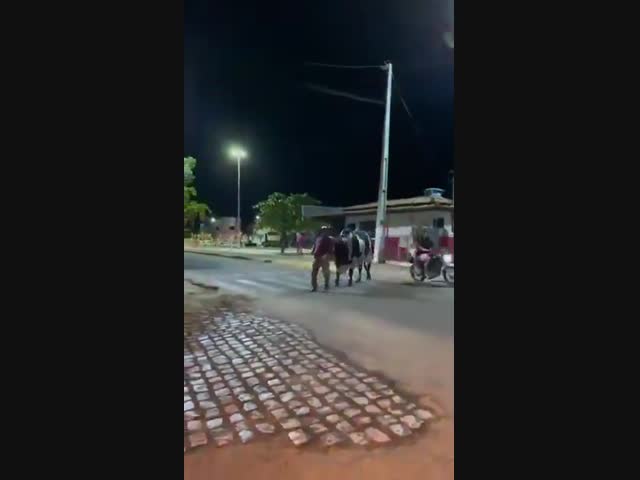 Дисциплинированный бык