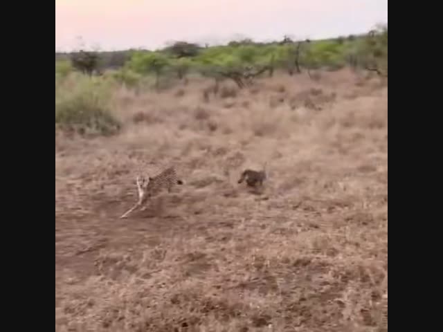 Боевая хрюшка