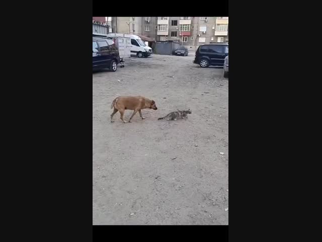 Когда охотник стал добычей