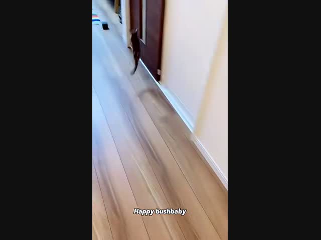 Прикольные зверьки