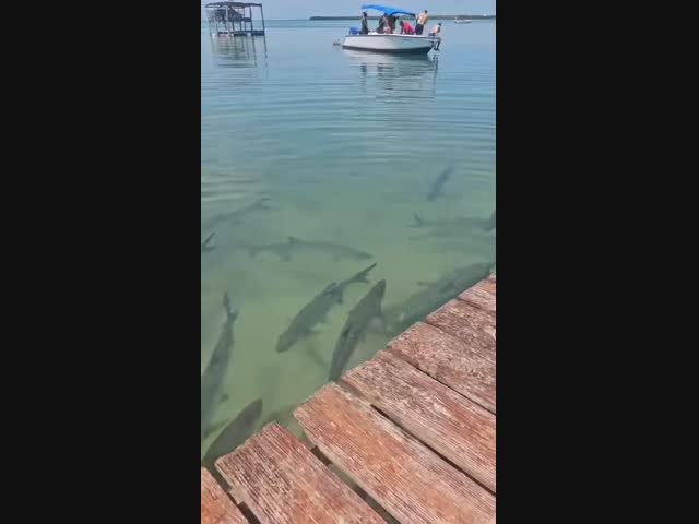 Близорукая рыба