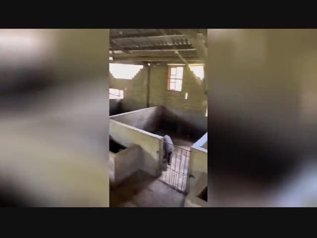Свинка филигранно сбежала из загона благодаря умелым прыжкам