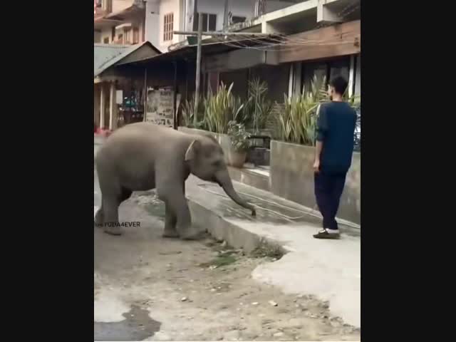 Слонёнку очень захотелось пить