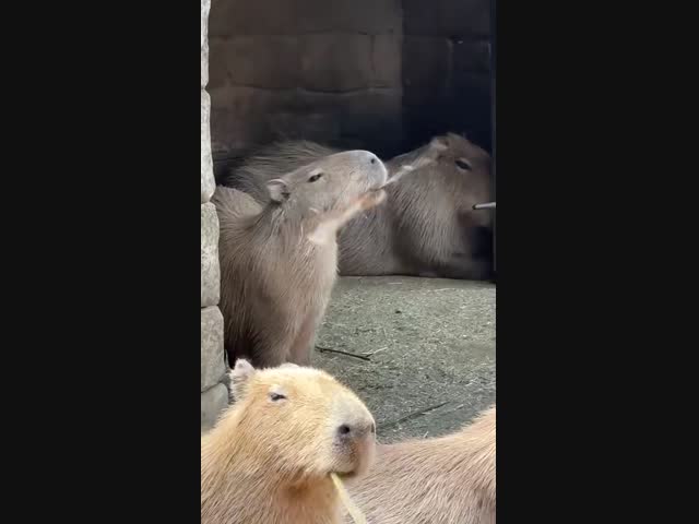 Талантливый жонглёр