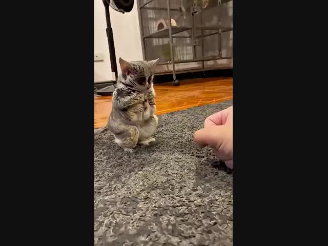 Очень милые домашние животинки