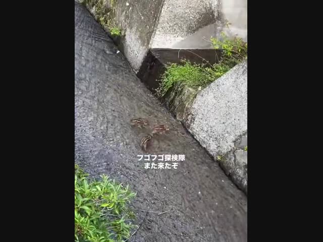 Умный поросёнок