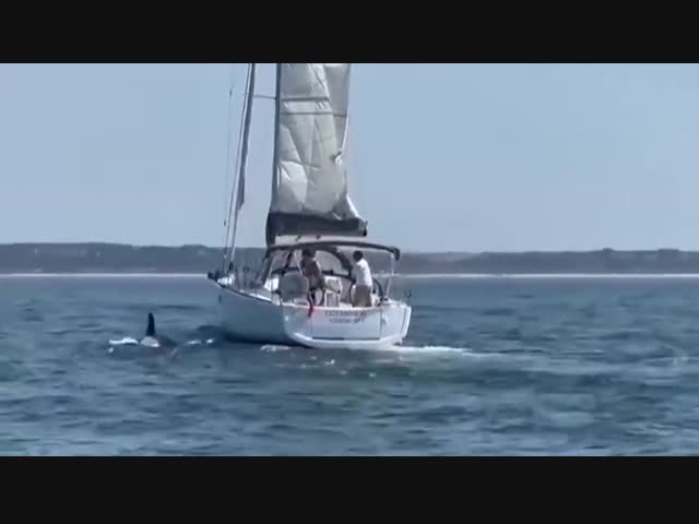 Стая косаток потопила туристическую яхту у побережья Коста-да-Капарика в Португалии