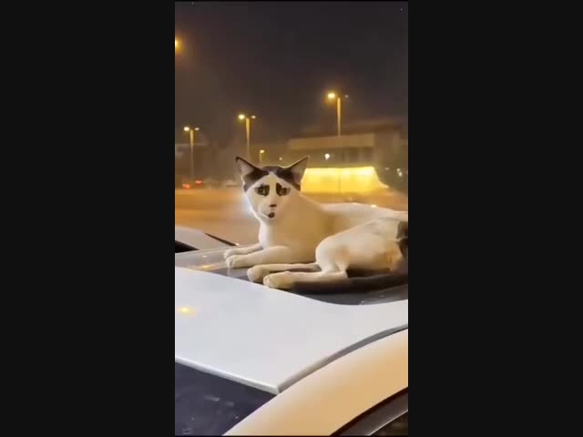 Самые смешные кошаки мира