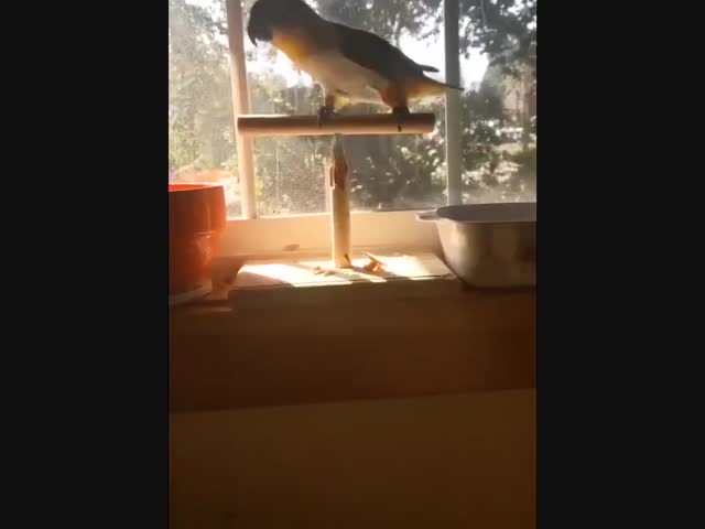 Дурак-попугай