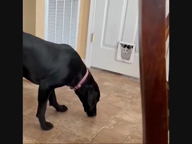 - Ой, что это за зверюга?