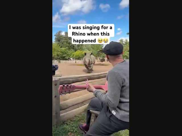 Носорог любит музыку