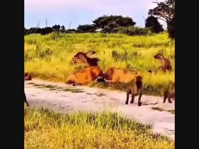 Царь зверей