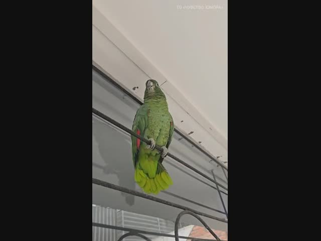 Он просто погостил у бабушки в деревне