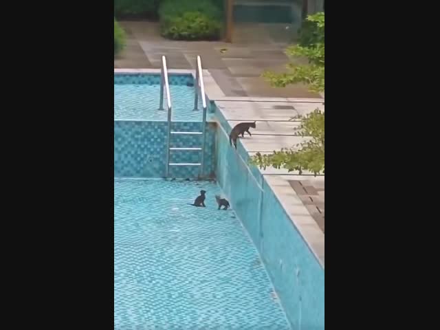 Спасение кошачьей семьи