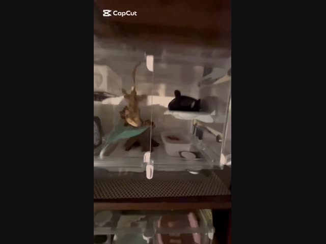 Ящерица требует назад своего плюшевого друга