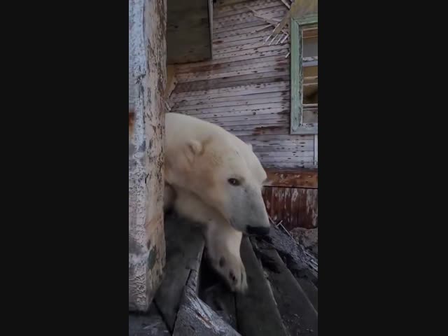 Жизнь на Севере