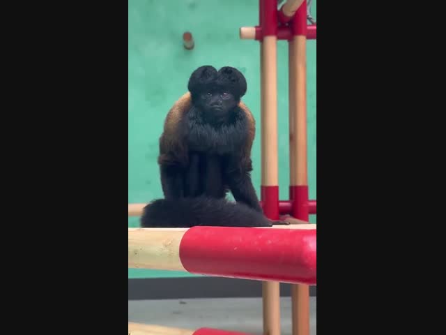 Чернобородая обезьяна саки