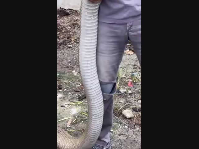 Королевская кобра. Какая она огромная!