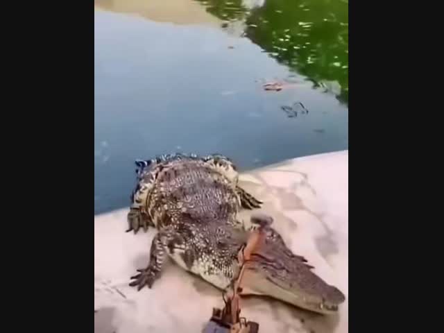 Главный среди аллигаторов