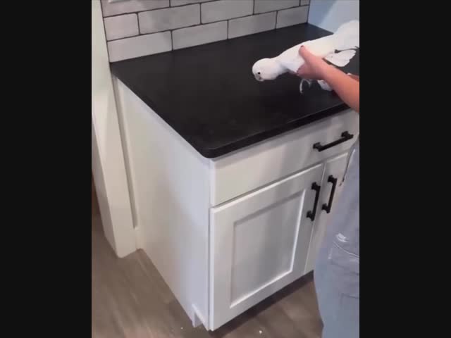 Талантливый попугай