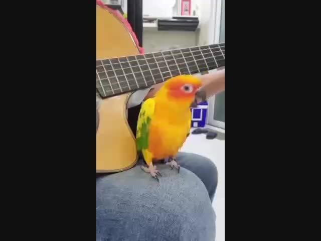 Гениальный певец