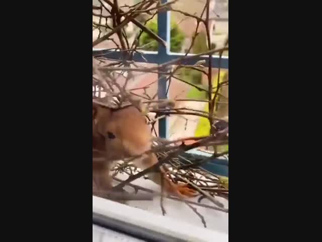Белочка сделала хижину у окна