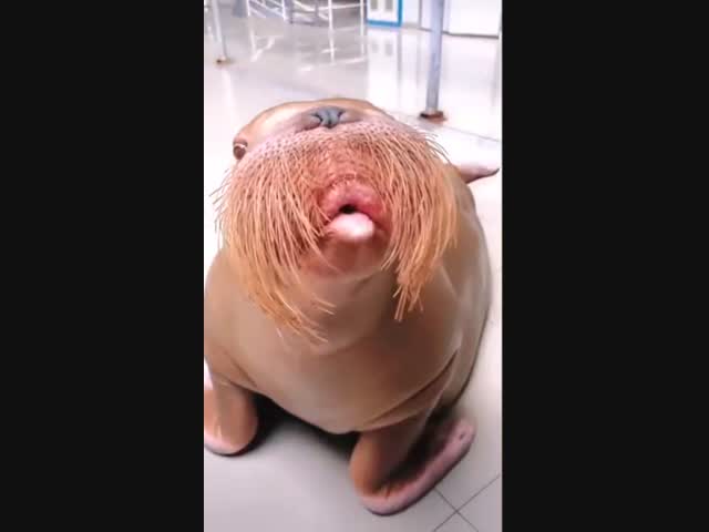 Талантливый парень