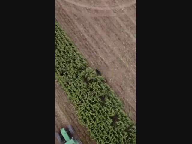 Семейство диких кабанов лишилось дома