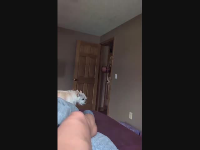 Шикарная шутка