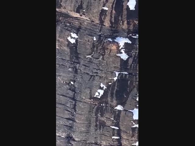 Снежные барсы играют на скале