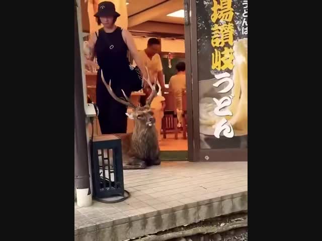 Повелитель магазина