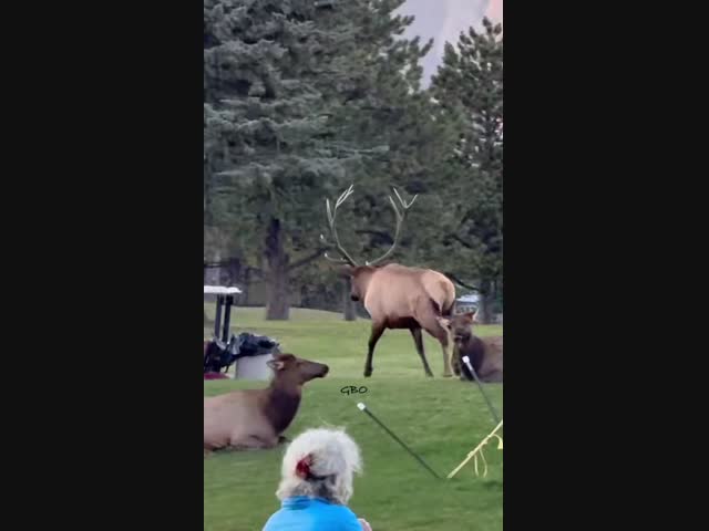 Ездят тут всякие!