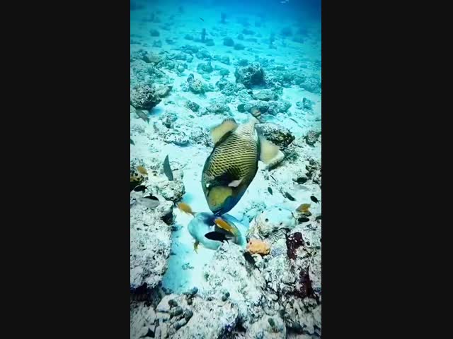 Борьба не на жизнь, а на смерть