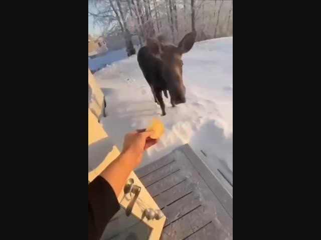 Лось-попрошайка