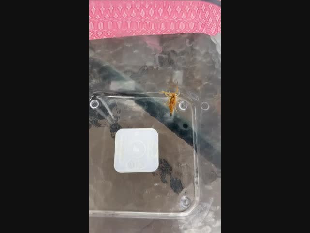 Коренные жители Лас-Вегаса