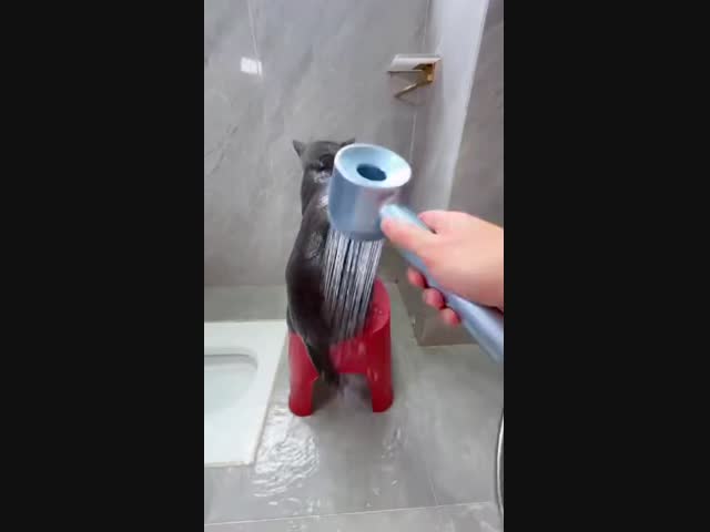 Идеальный кот