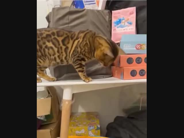 Кот так и не простил собачку