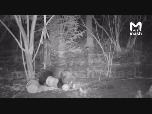 Засилье медведей в Подмосковье