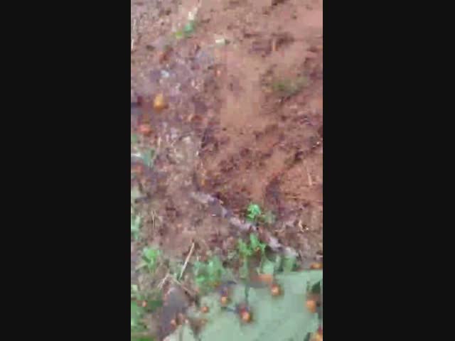 Нашли тут маленькое гнёздышко