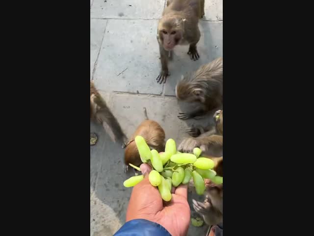 Обезьяний фуршет в Тайланде