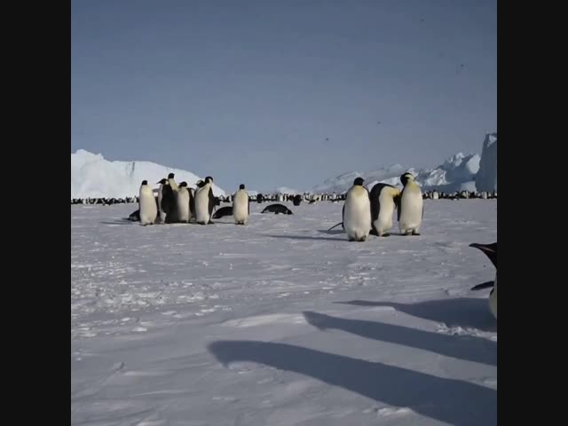 Полярники засняли стаю любопытных булочек