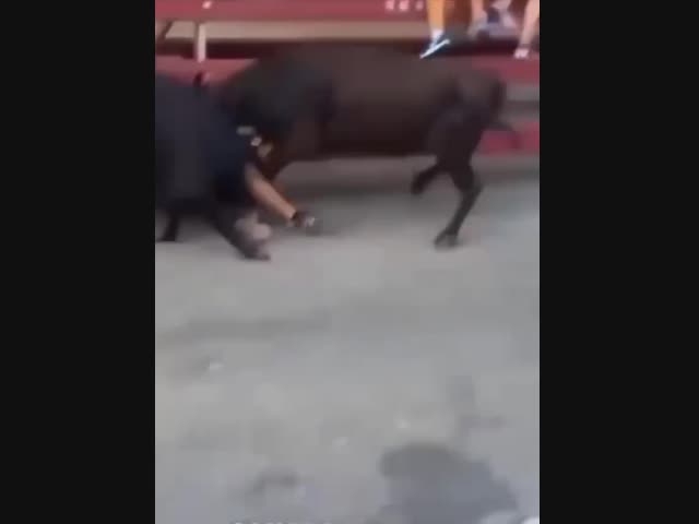 Командная работа быков