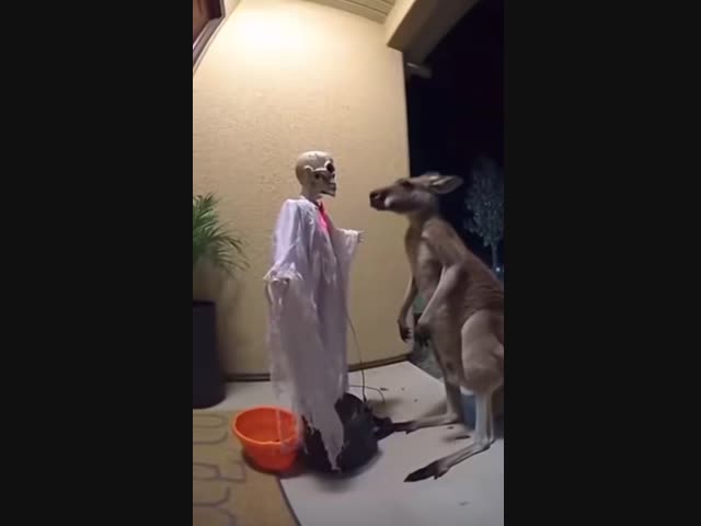 Пугливый кенгуру