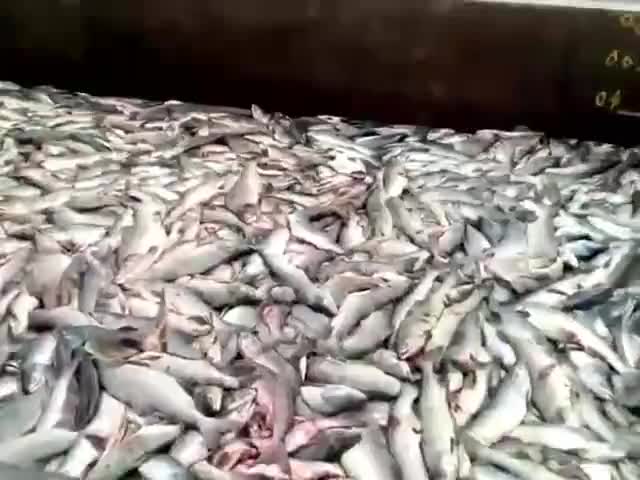 Камчатский промысел