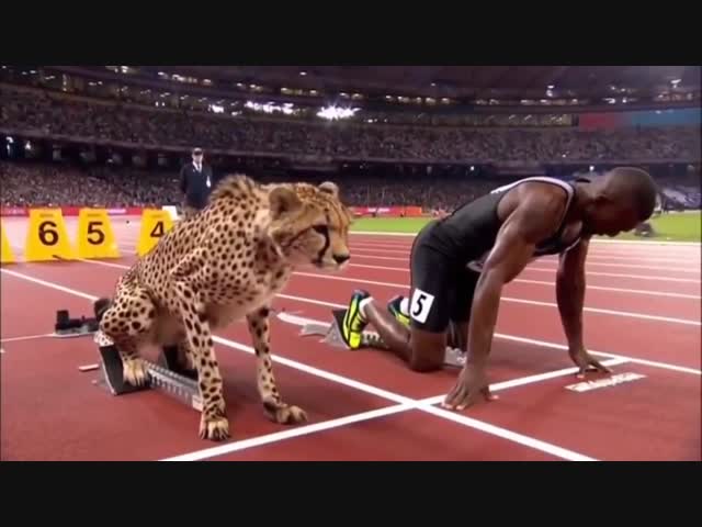 Животные против людей на Олимпийских играх