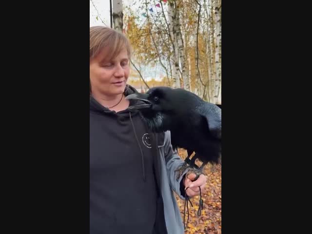 Оказывается, вОроны могут говорить человеческим голосом